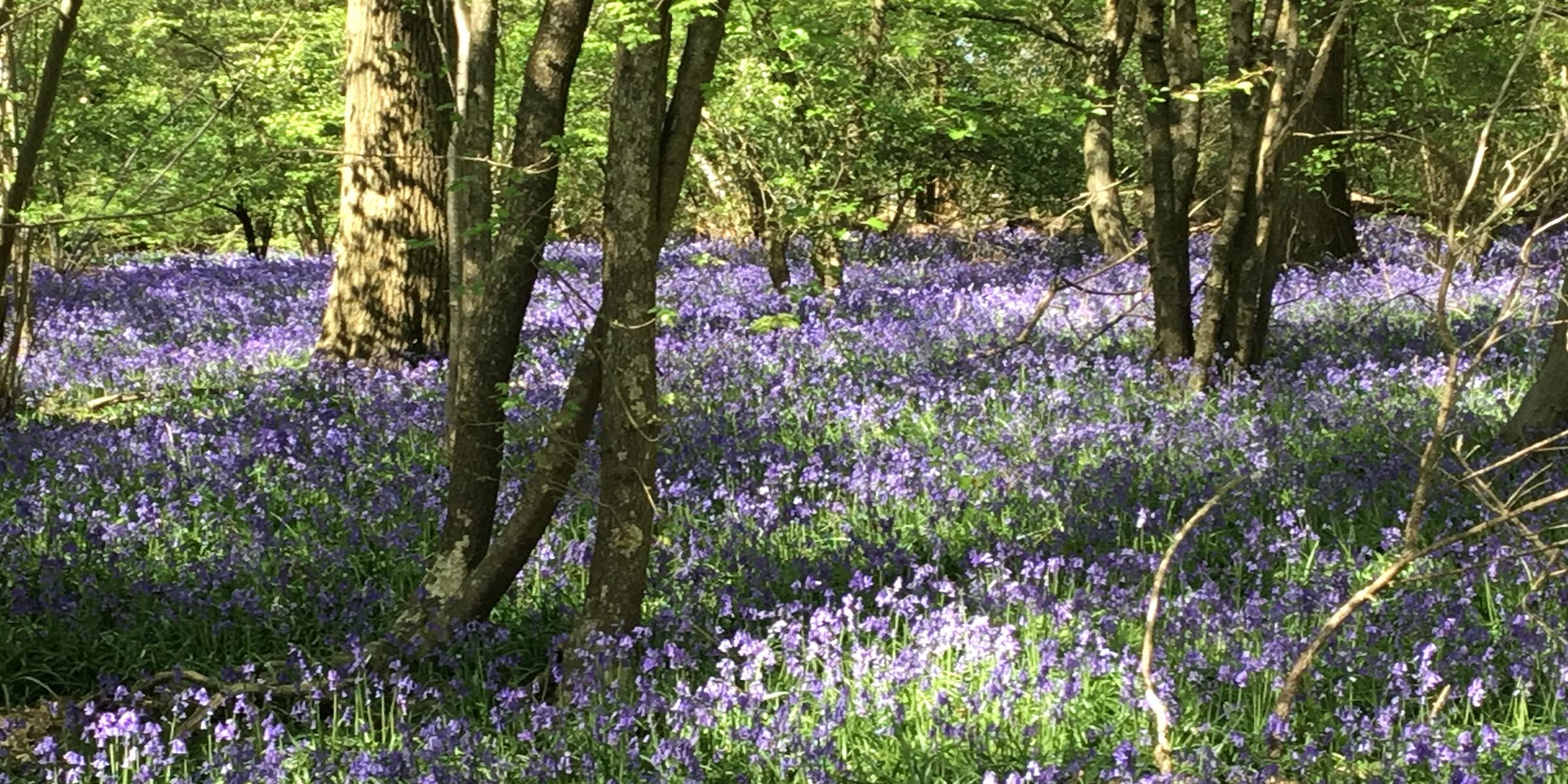 Bluebells in the woods