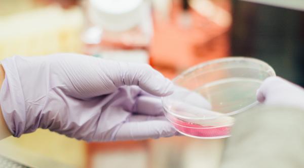 Stem cells in a dish