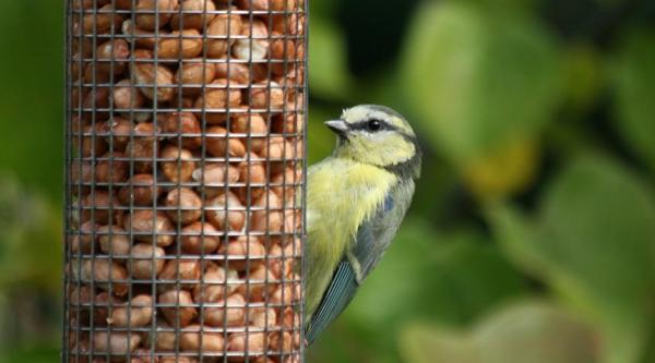 Bird at a bird feeder