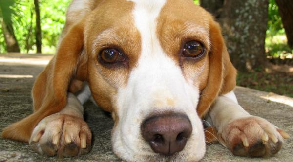 A pet dog