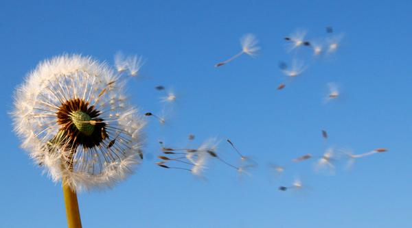 Seeds blown from a dandelion seedhead by the wind