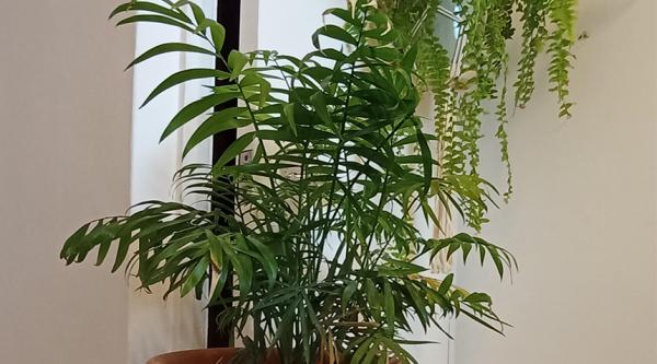 Parlour palm