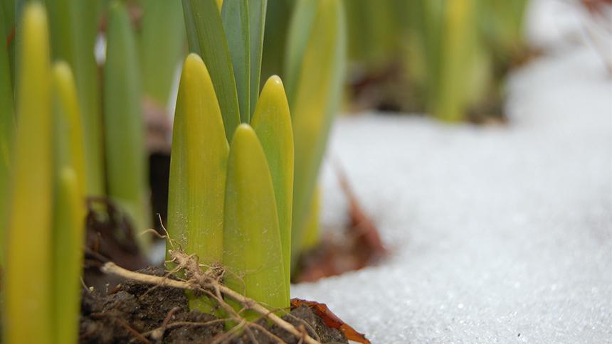 Spring shoots
