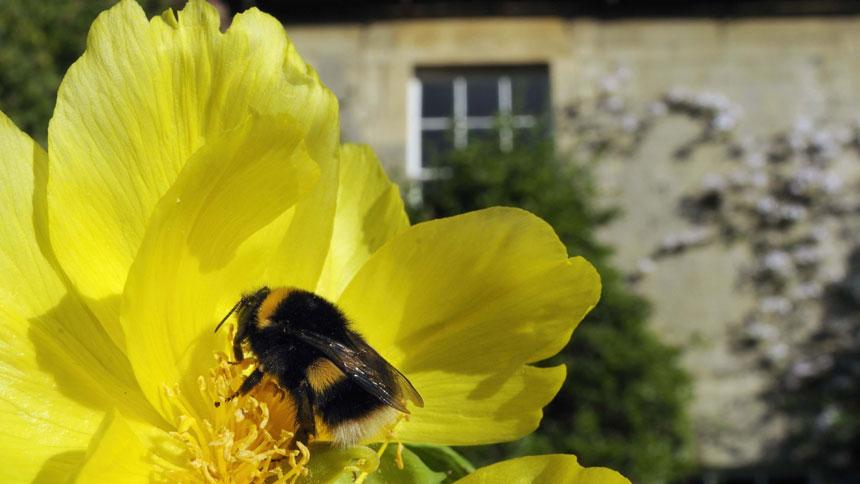 Bee in a flower