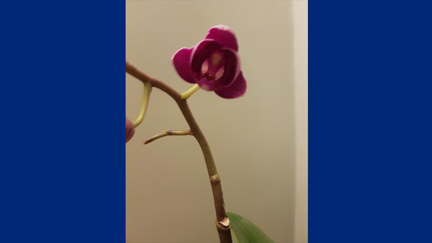 Orchid