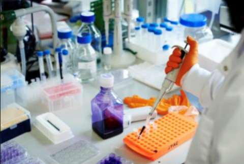 A scientist transfers samples to a tray with a large pipet.